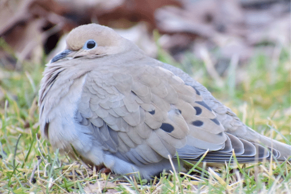 Rare Birds To Look For In Your City Park