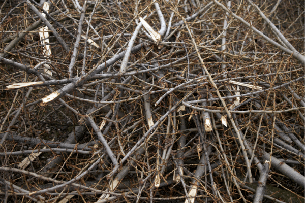 Best Ways To Start A Fire If You Ever Get Stranded