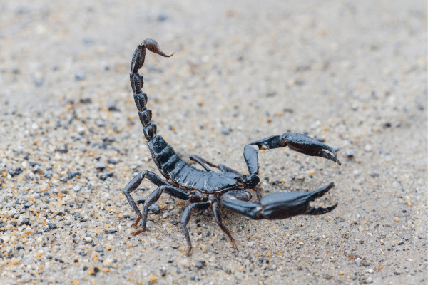 Animals That Can Harm Your Dog