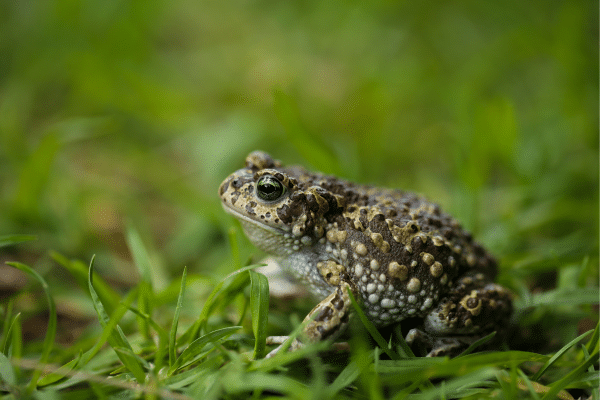 Animals That Can Harm Your Dog