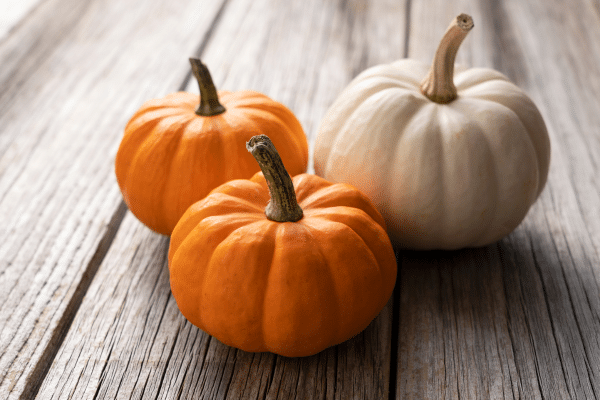 Plants To Grow To Feed Your Pets