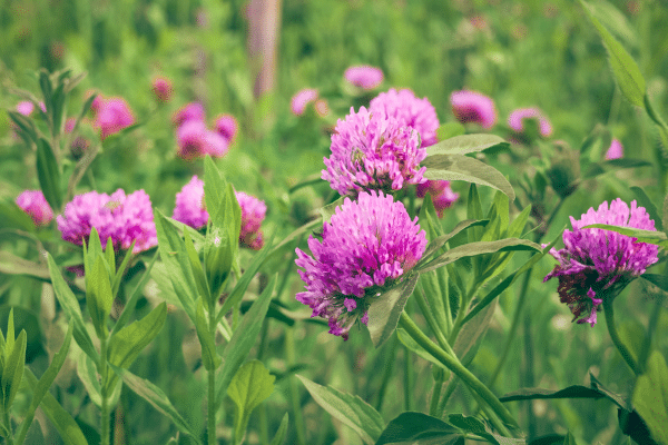 Plants You Did Not Know Were Weeds