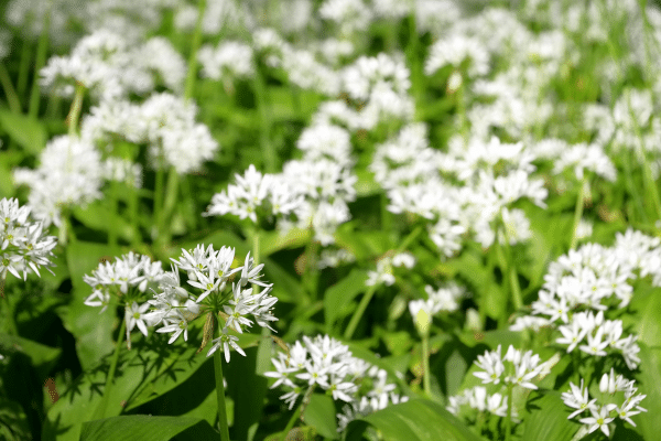 Guide To Identifying Edible Wild Plants