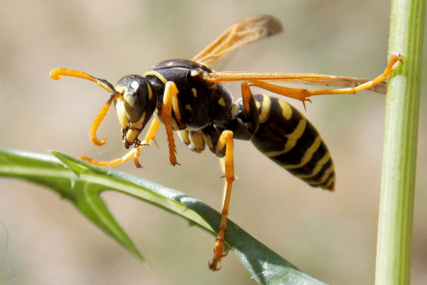 Top Tips To Get Rid Of Wasps