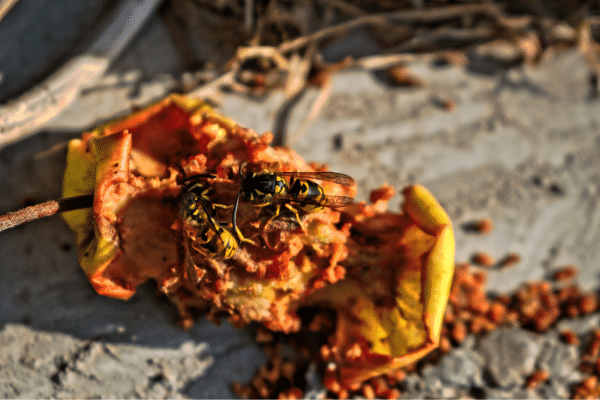 Top Tips To Get Rid Of Wasps