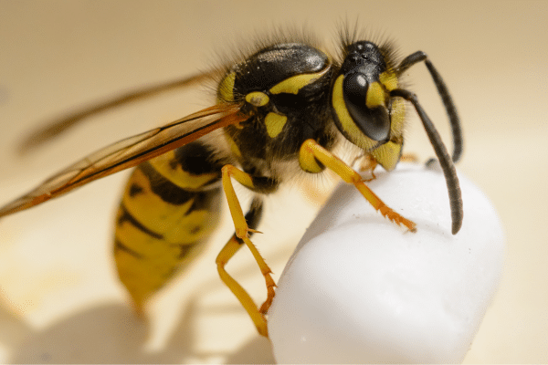 Top Tips To Get Rid Of Wasps