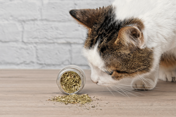 Repel Mosquitoes These 7 Ways