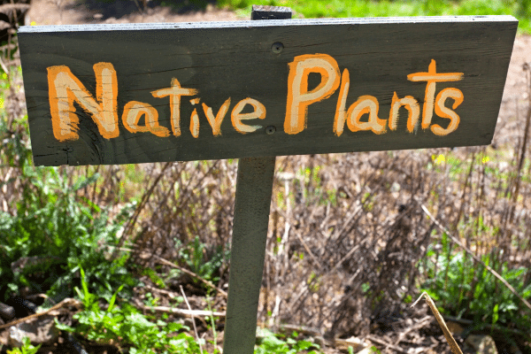 How to Attract Birds with the Perfect Garden