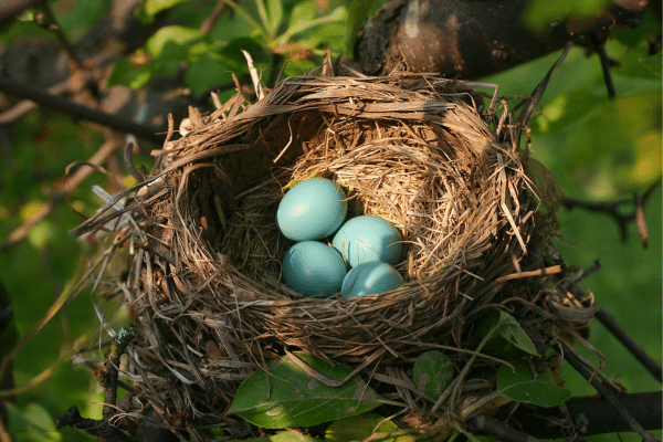 How to Attract Birds with the Perfect Garden