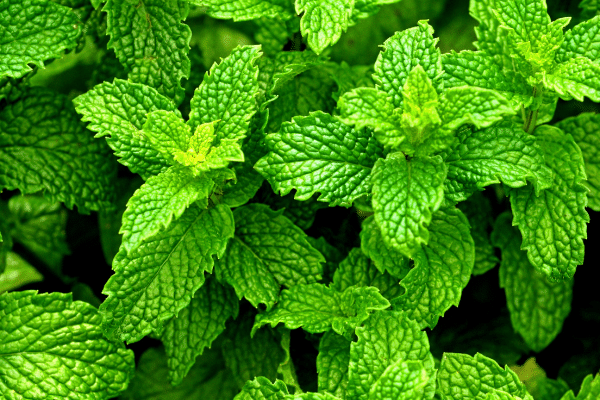 Plants That Eliminate Mosquitoes