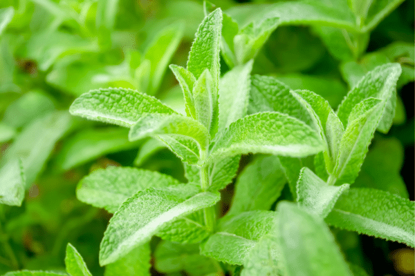 Plants That Eliminate Mosquitoes