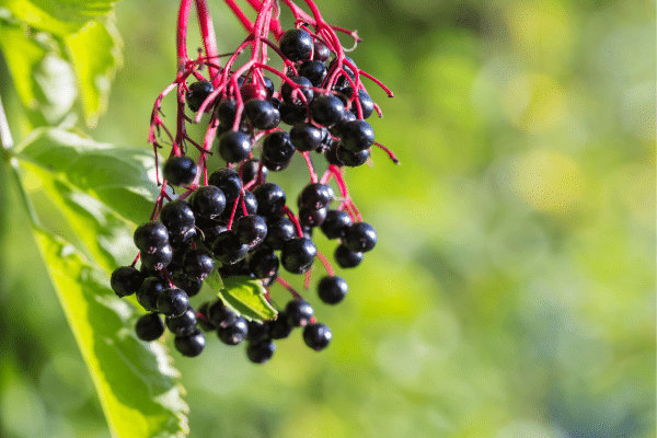 Best Wild Berries To Pick