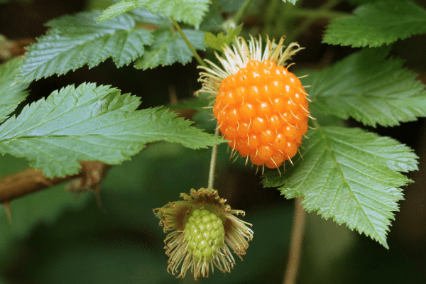 Best Wild Berries To Pick
