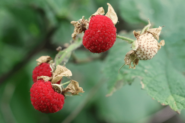 Best Wild Berries To Pick