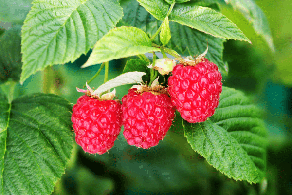 Best Wild Berries To Pick