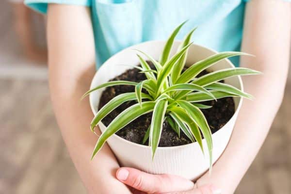 Plants