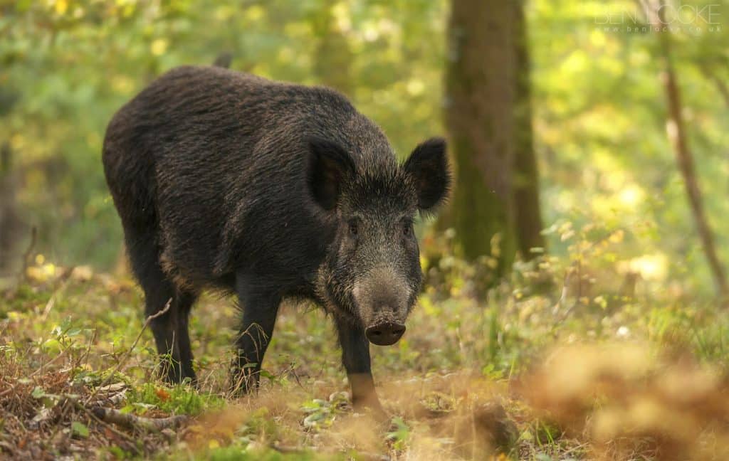 Top 6 Wild Animals to Beware of While Hiking