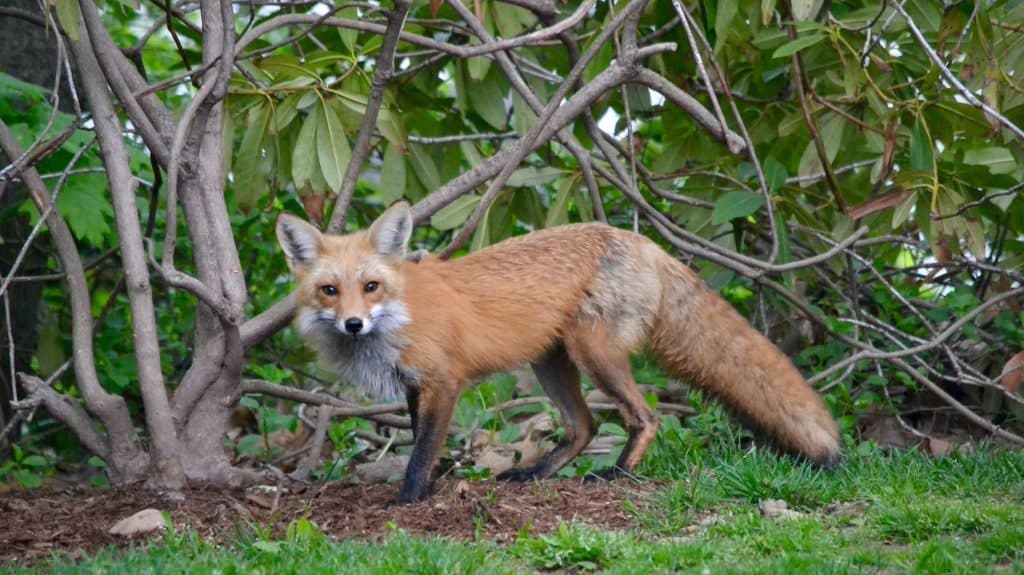 Strategies for Creating a Wildlife-Friendly Yard