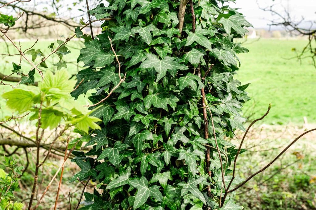 Terrifying Invasive Plants You Might Find in Your Garden
