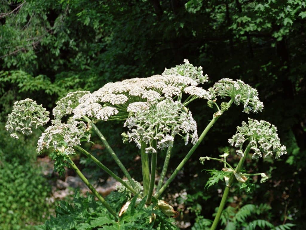 Terrifying Invasive Plants You Might Find in Your Garden