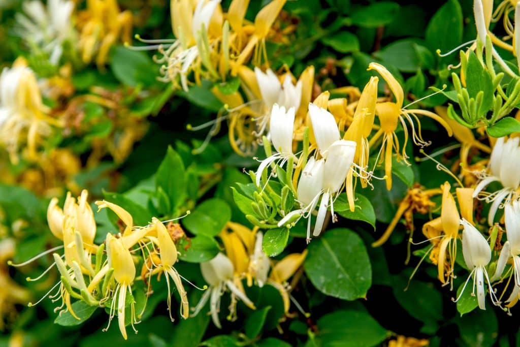 Terrifying Invasive Plants You Might Find in Your Garden