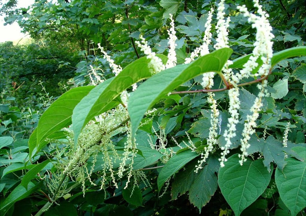 Terrifying Invasive Plants You Might Find in Your Garden