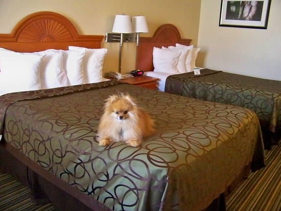 The Ultimate Checklist for Traveling with Pets