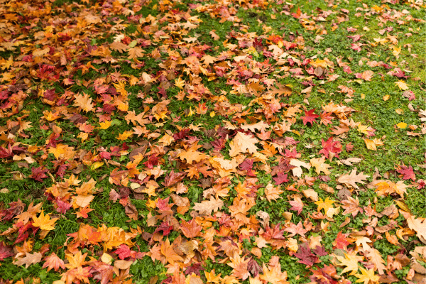 Ways To Clean Up Leaves Fast