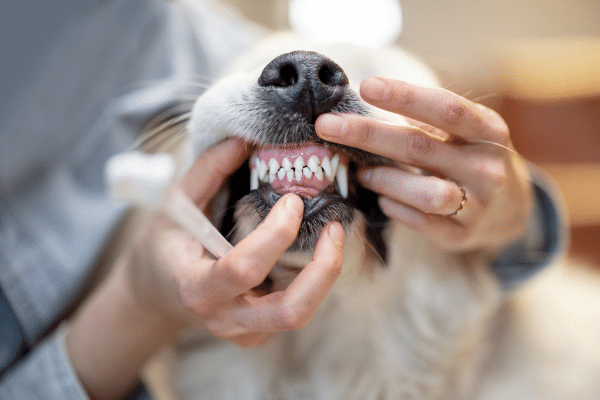 How To Clean Your Dog's Teeth At Home