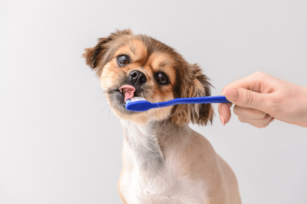 How To Clean Your Dog's Teeth At Home