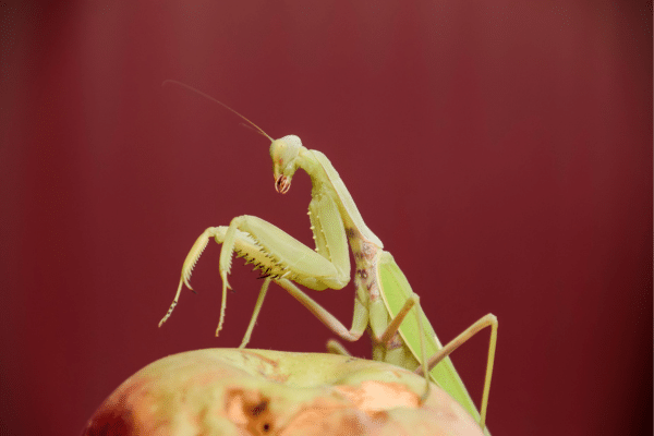 Weird Facts About Bugs And Insects