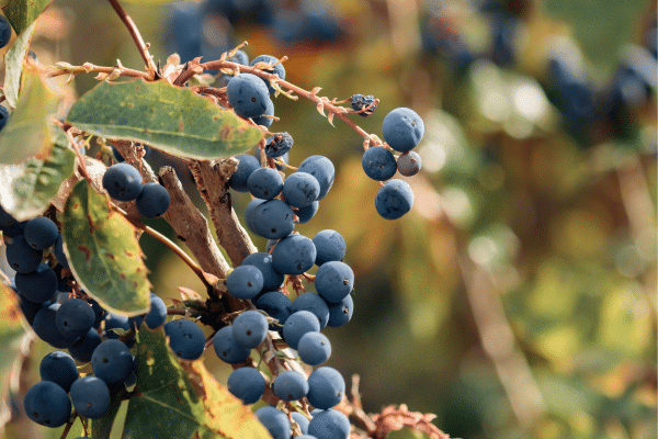 How To Survive A Night In The Woods