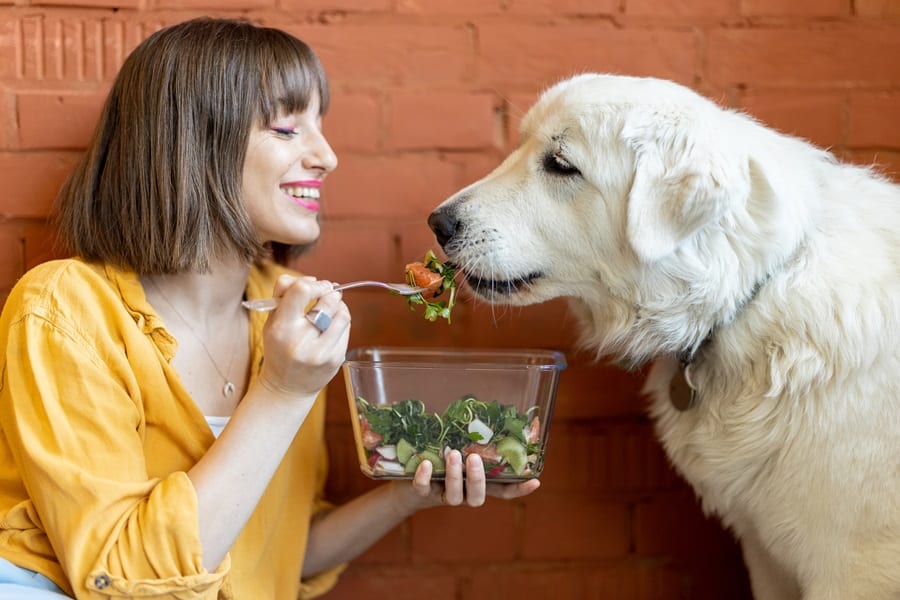 Best Superfoods For Your Dog
