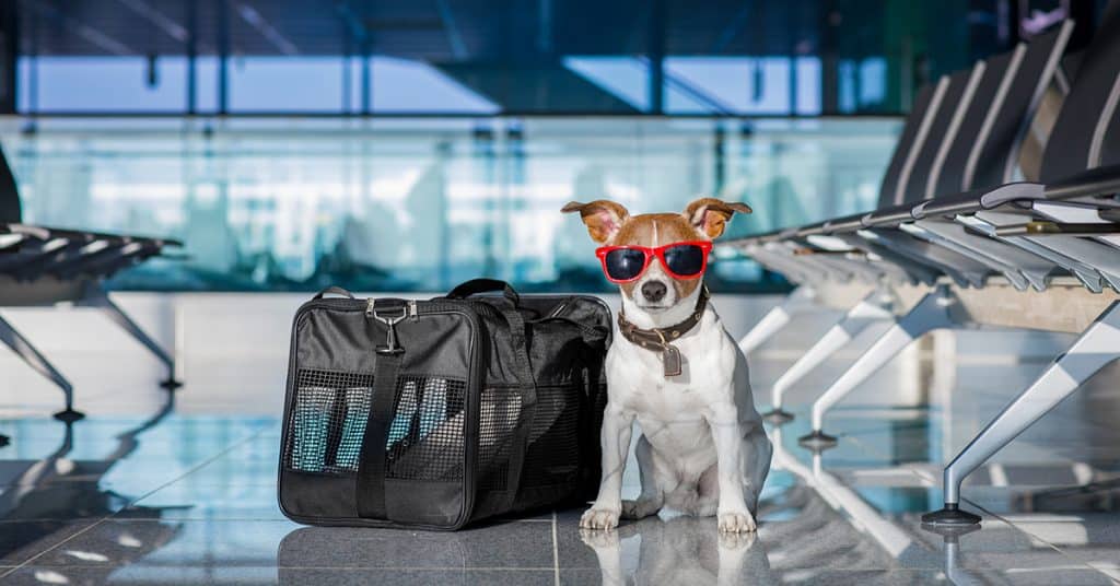 The Ultimate Checklist for Traveling with Pets