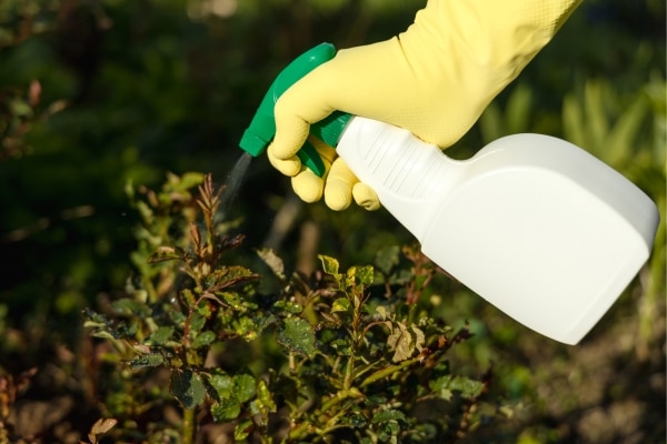 Planning Your First Vegetable Garden Made Simple