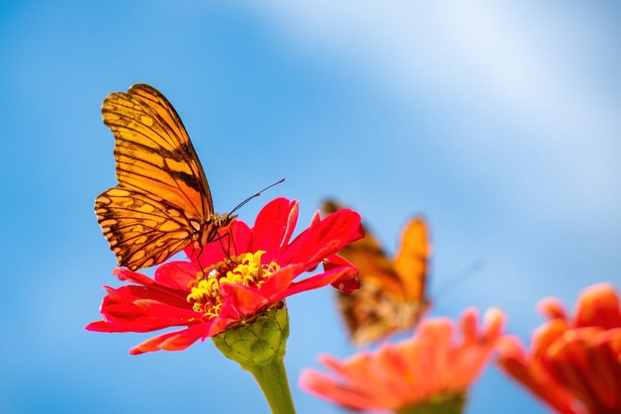 Create a Butterfly Garden
