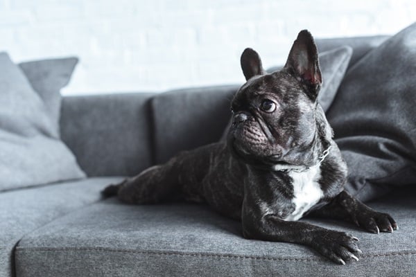 Dog Breeds for Apartment Living
