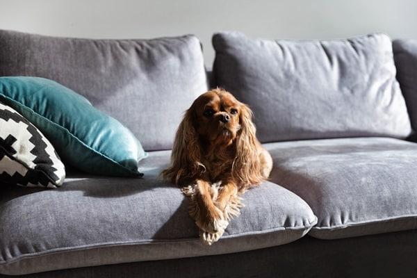 Dog Breeds for Apartment Living