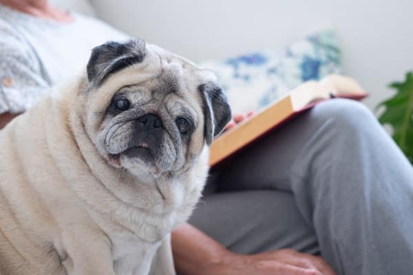 Dog Breeds for Apartment Living