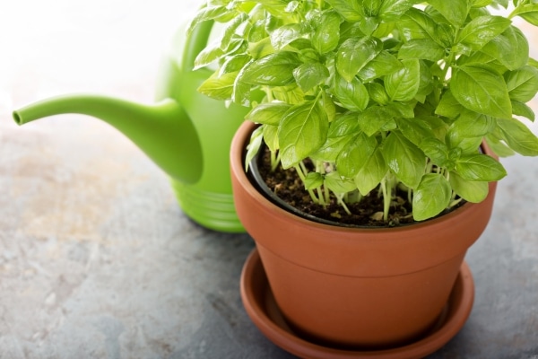 Herbs That Naturally Deter Flies