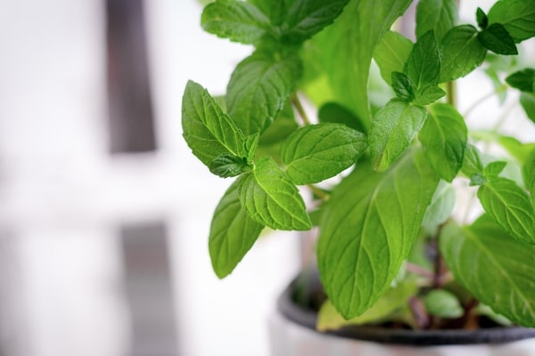 Herbs That Naturally Deter Flies