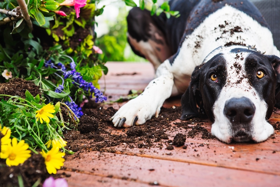 Flowers That Are Dangerous to Pets