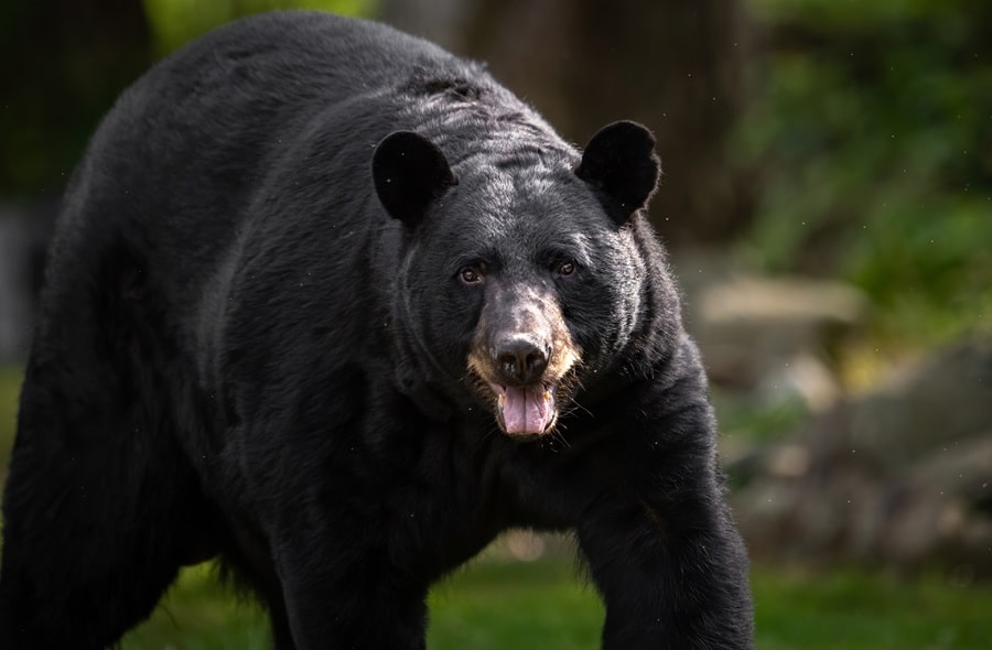 Warning Signs of Dangerous Wildlife