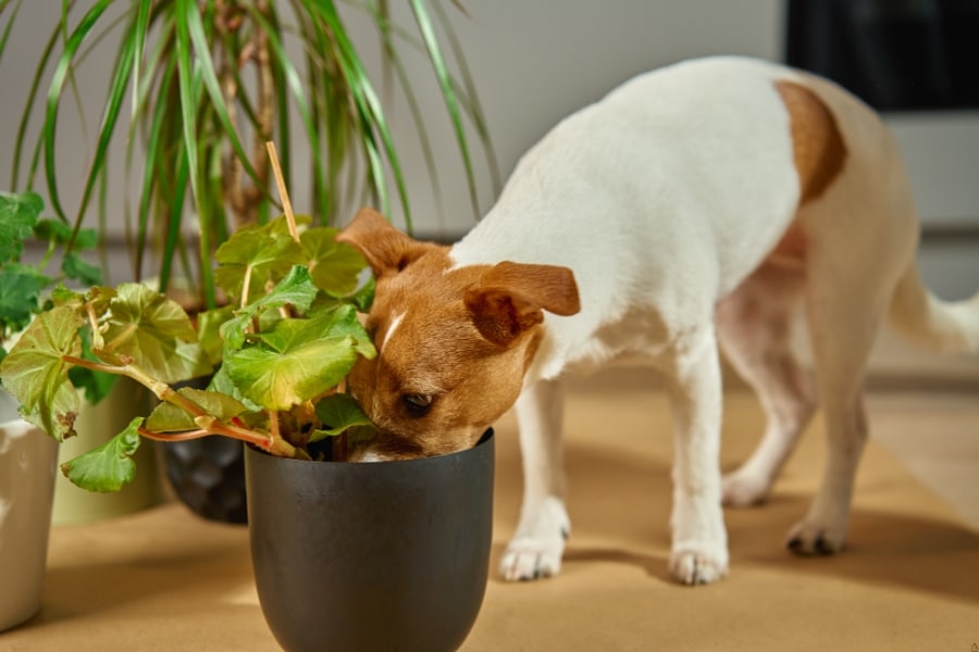 Household Plants That Are Poisonous to Dogs