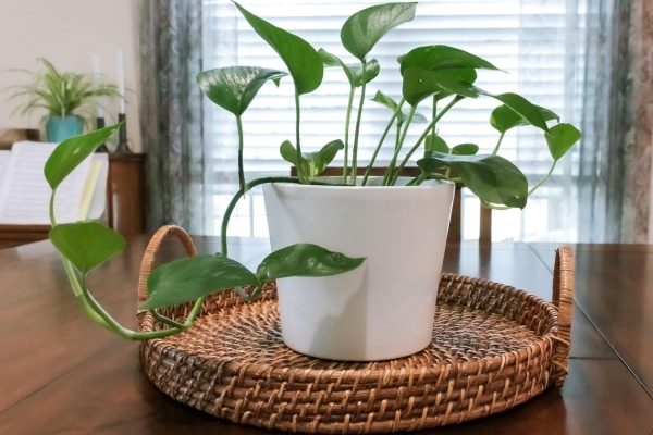 Household Plants That Are Poisonous to Dogs