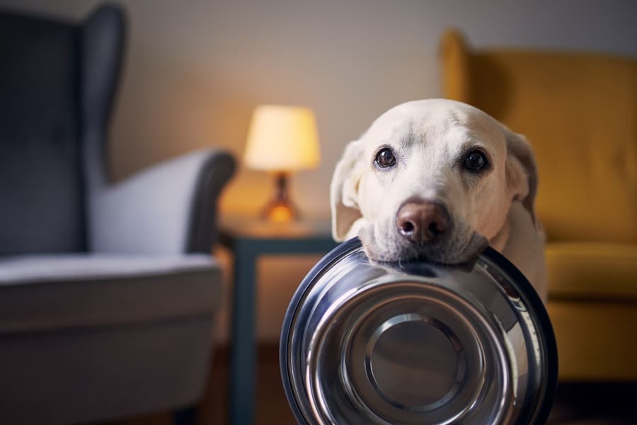 Are You Feeding Your Dog Too Late at Night?