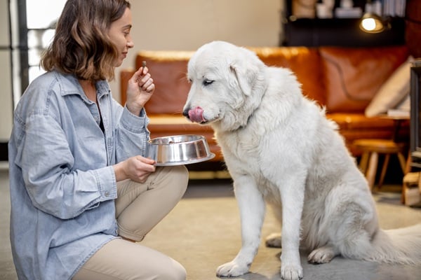 Are You Feeding Your Dog Too Late at Night?