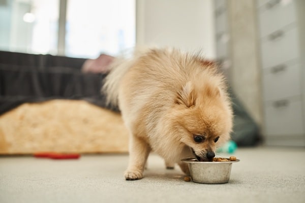 Are You Feeding Your Dog Too Late at Night?