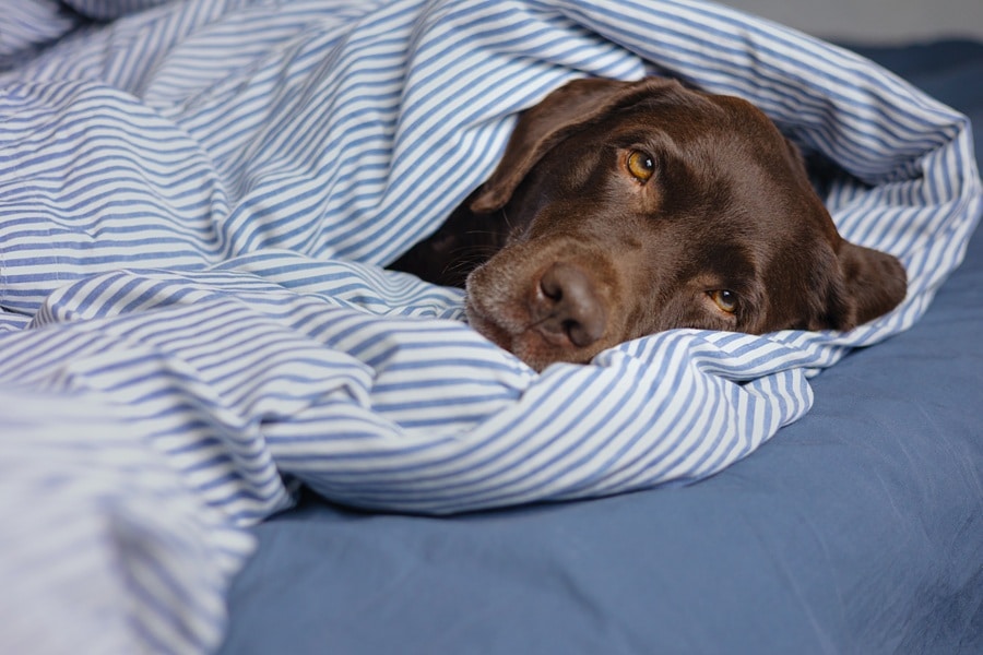 5 Signs Your Dog Isn’t Sleeping Well