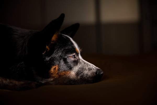 5 Signs Your Dog Isn’t Sleeping Well